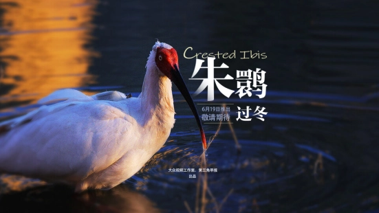 广播剧丨朱鹮过冬